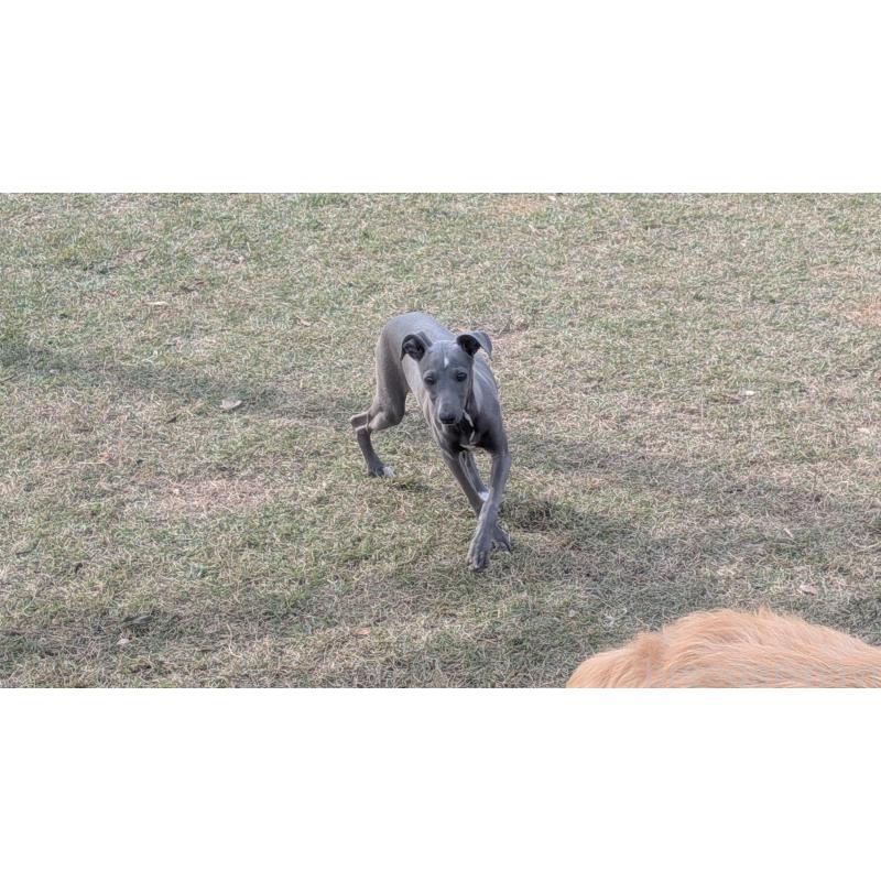 成約済の熊本県のイタリアングレーハウンド(イタグレ)-419262の5枚目