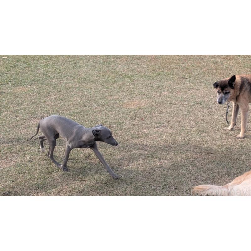 成約済の熊本県のイタリアングレーハウンド(イタグレ)-419262の4枚目