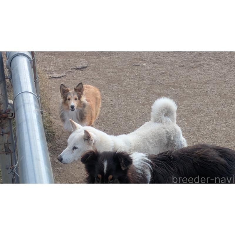 販売中の熊本県のシェットランドシープドッグ(シェルティ)-403422の4枚目