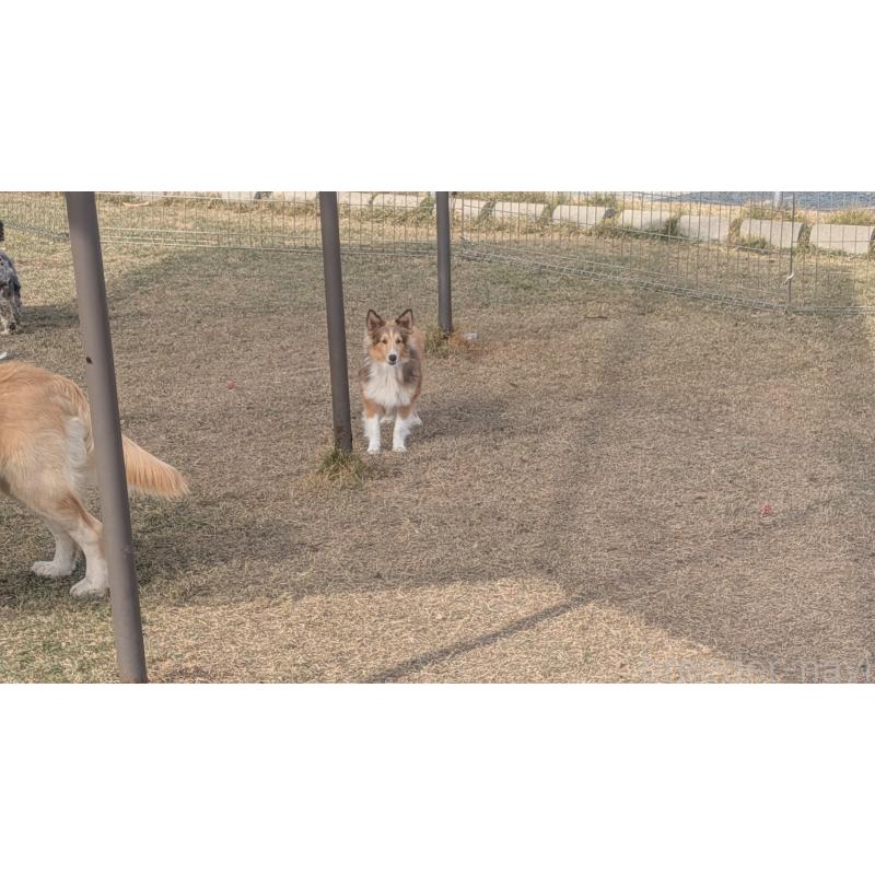 販売中の熊本県のシェットランドシープドッグ(シェルティ)-403422の3枚目