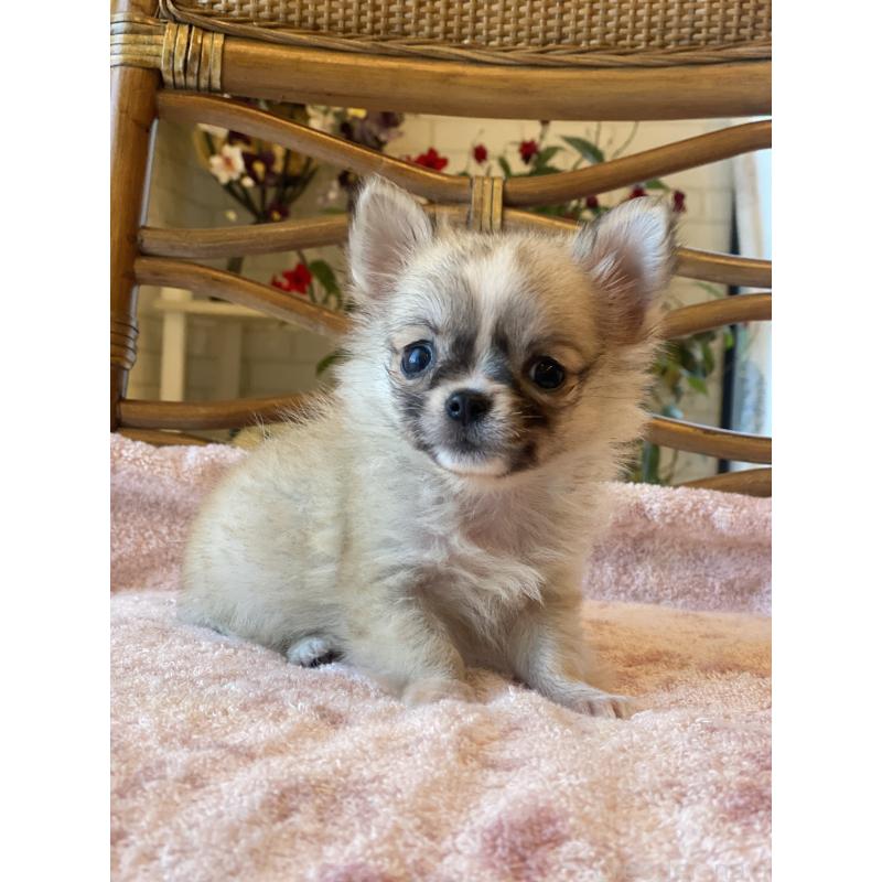 販売中の埼玉県のチワワ(ロングコート)-430472の8枚目