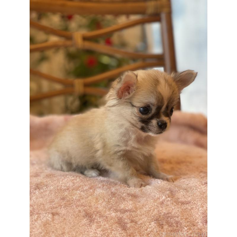 販売中の埼玉県のチワワ(ロングコート)-430472の7枚目