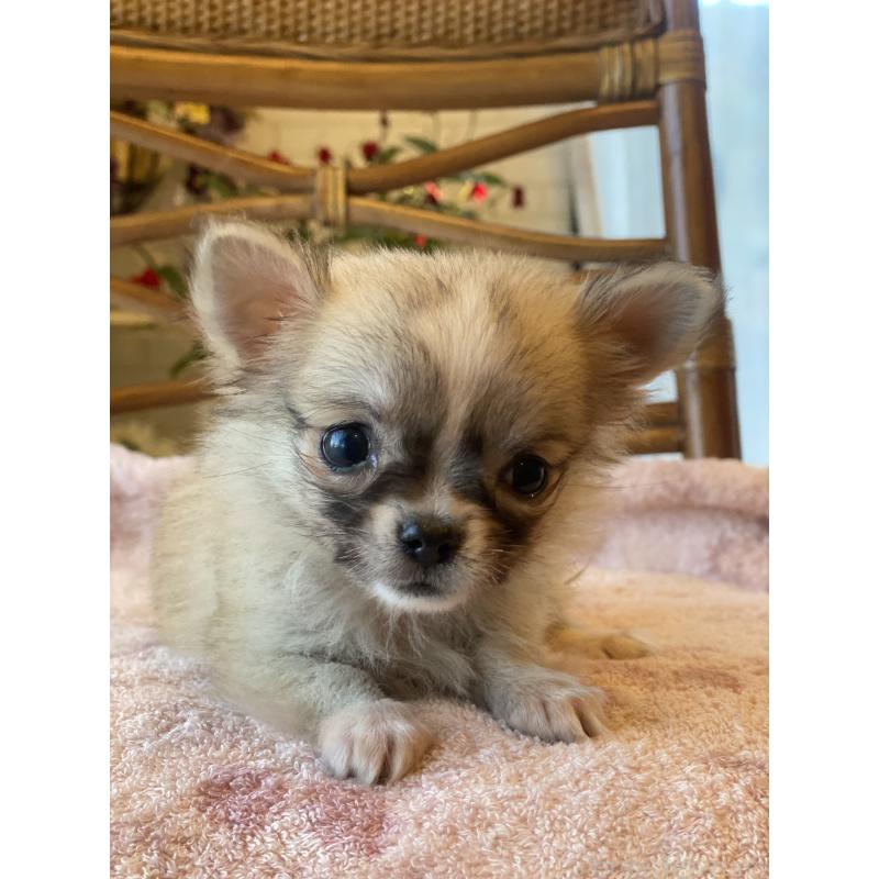 販売中の埼玉県のチワワ(ロングコート)-430472の6枚目