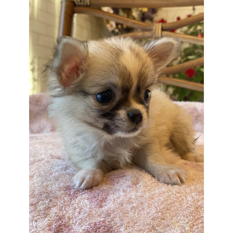 販売中の埼玉県のチワワ(ロングコート)-430472の5枚目