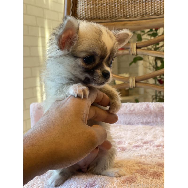 販売中の埼玉県のチワワ(ロングコート)-430472の2枚目