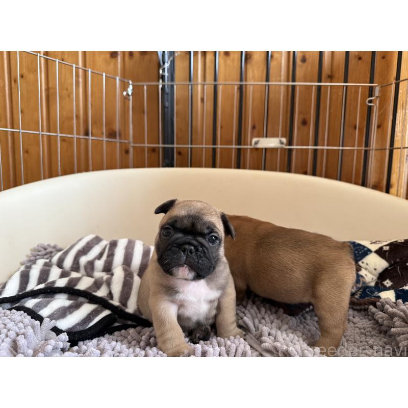 販売中の山口県のフレンチブルドッグ-430474の3枚目