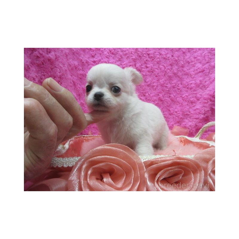 販売中の京都府のチワワ(ロングコート)-430473の1枚目