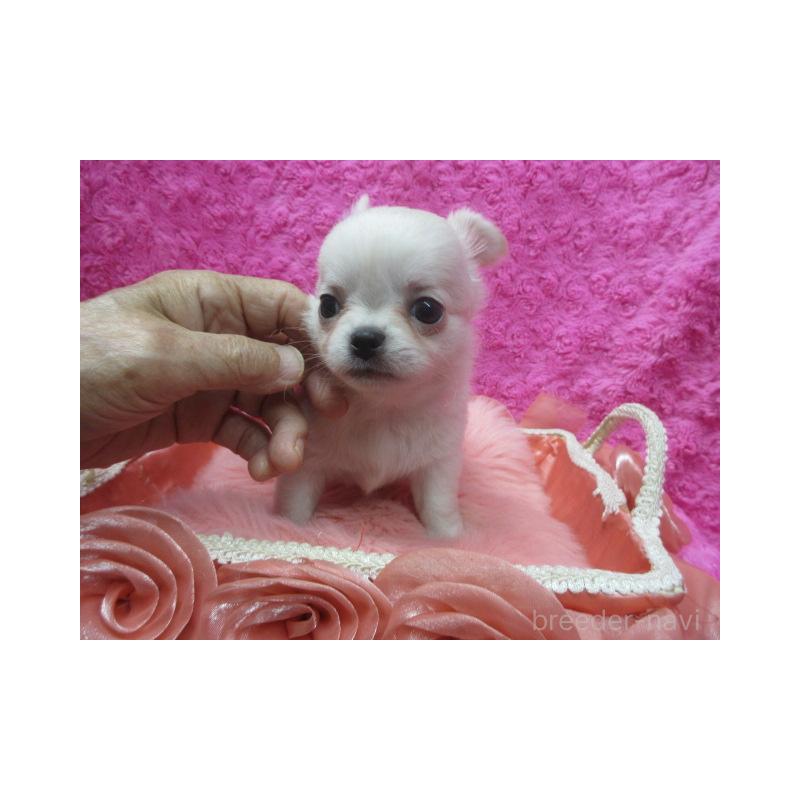 販売中の京都府のチワワ(ロングコート)-430473の6枚目