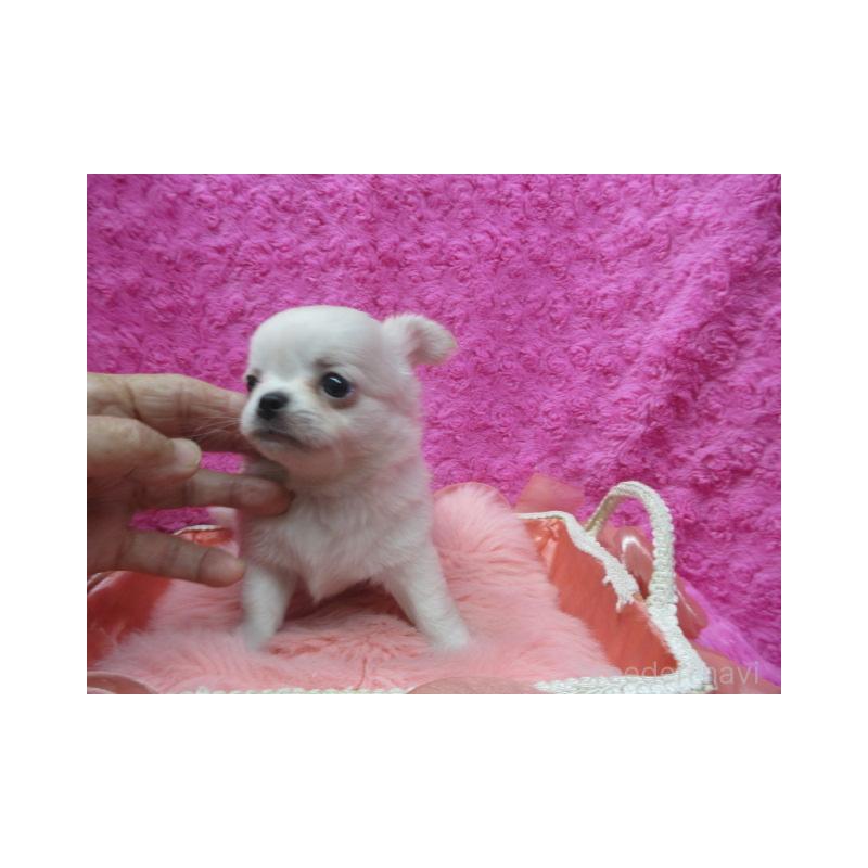 販売中の京都府のチワワ(ロングコート)-430473の3枚目