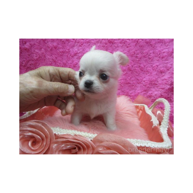 販売中の京都府のチワワ(ロングコート)-430473の2枚目