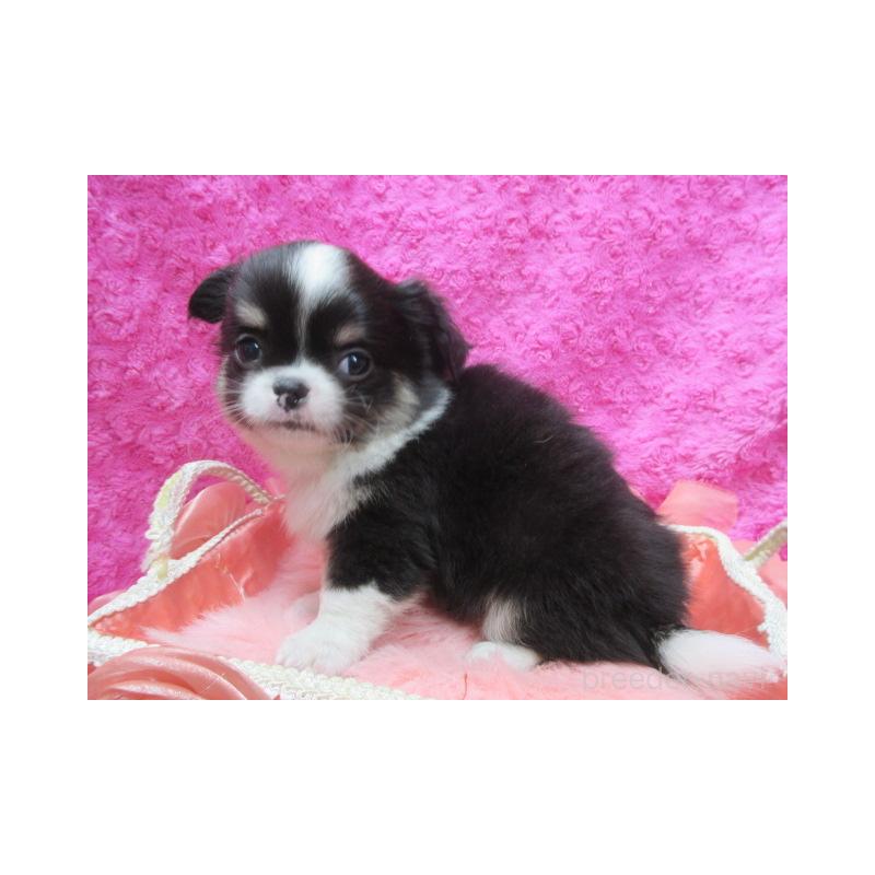 販売中の京都府のチワワ(ロングコート)-430475