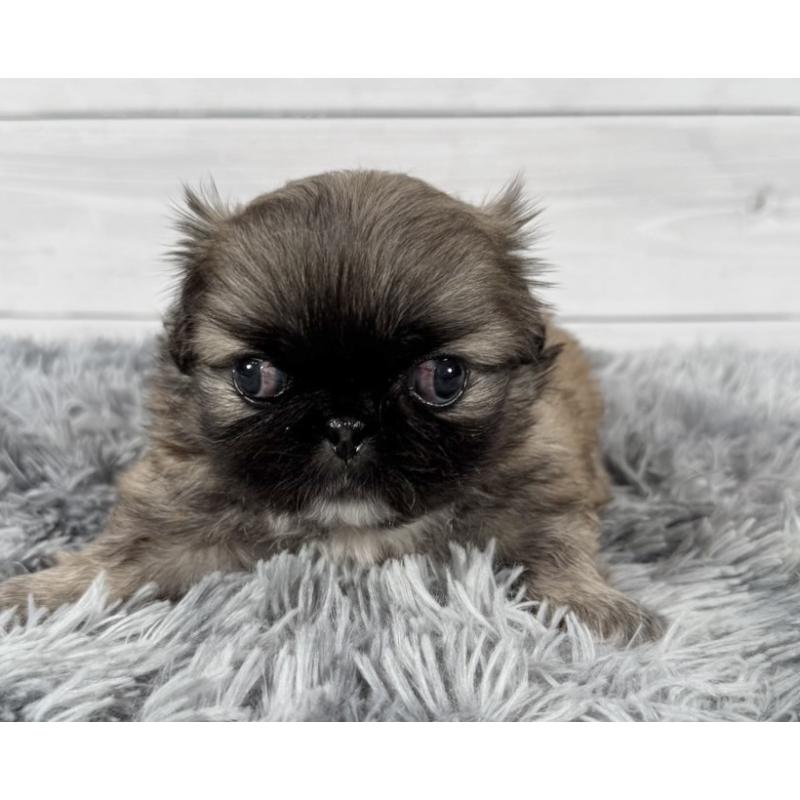 販売中の東京都のペキニーズ-425502の2枚目