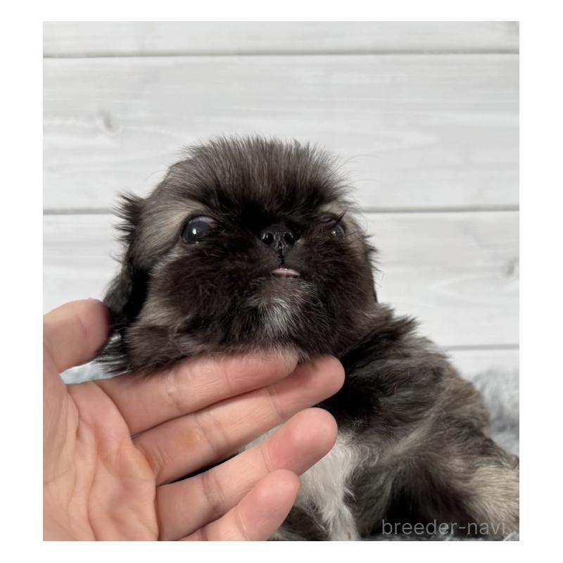 販売中の東京都のペキニーズ-425503