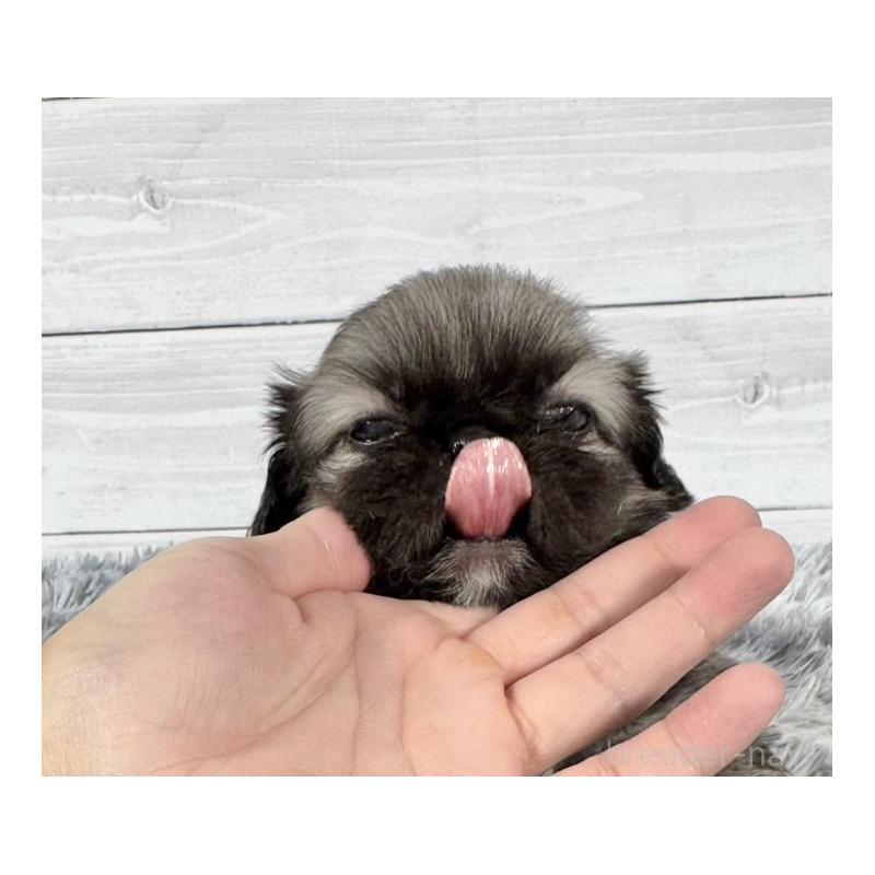 販売中の東京都のペキニーズ-425503の2枚目