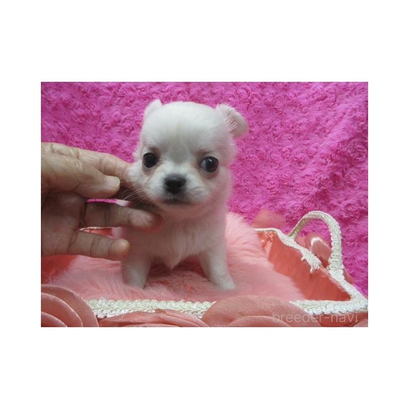 販売中の京都府のチワワ(ロングコート)-430477