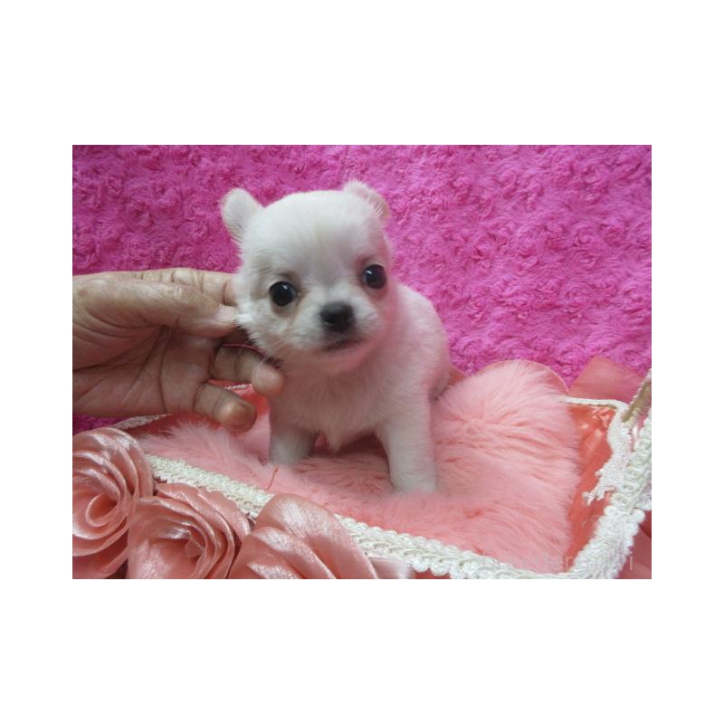 販売中の京都府のチワワ(ロングコート)-430477の4枚目