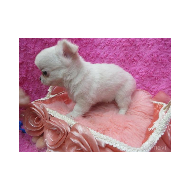 販売中の京都府のチワワ(ロングコート)-430477の3枚目