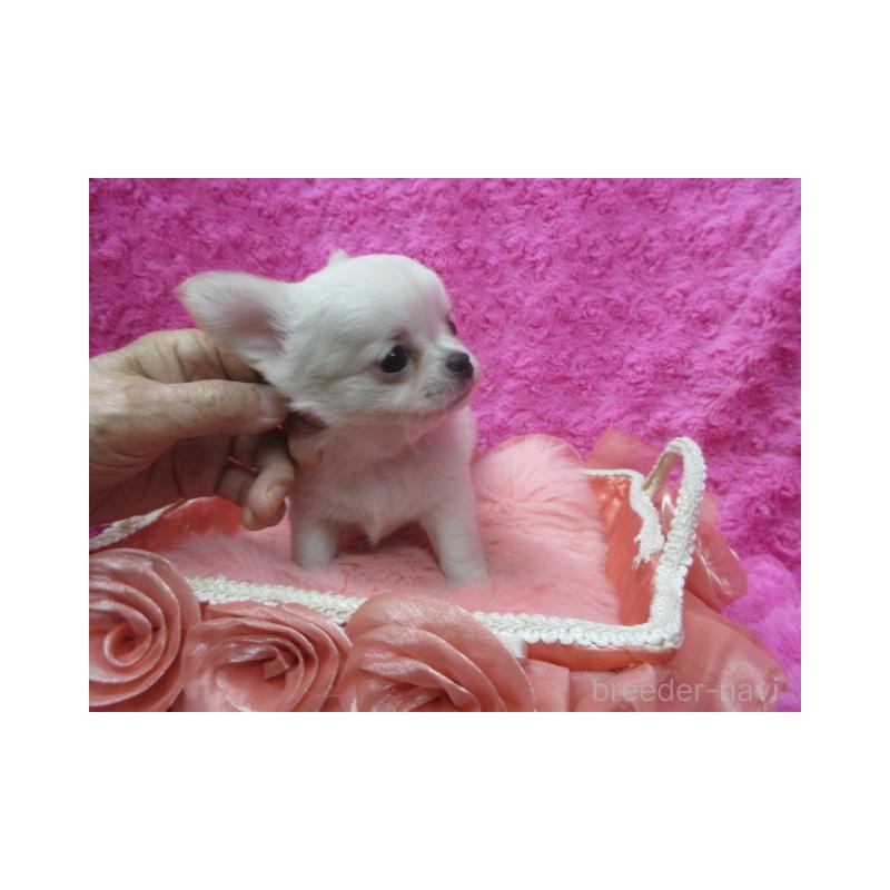 販売中の京都府のチワワ(ロングコート)-430477の2枚目