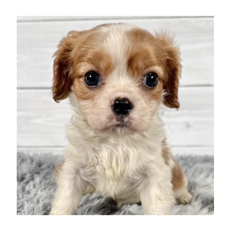 販売中の東京都のキャバリアキングチャールズスパニエル-430478の3枚目