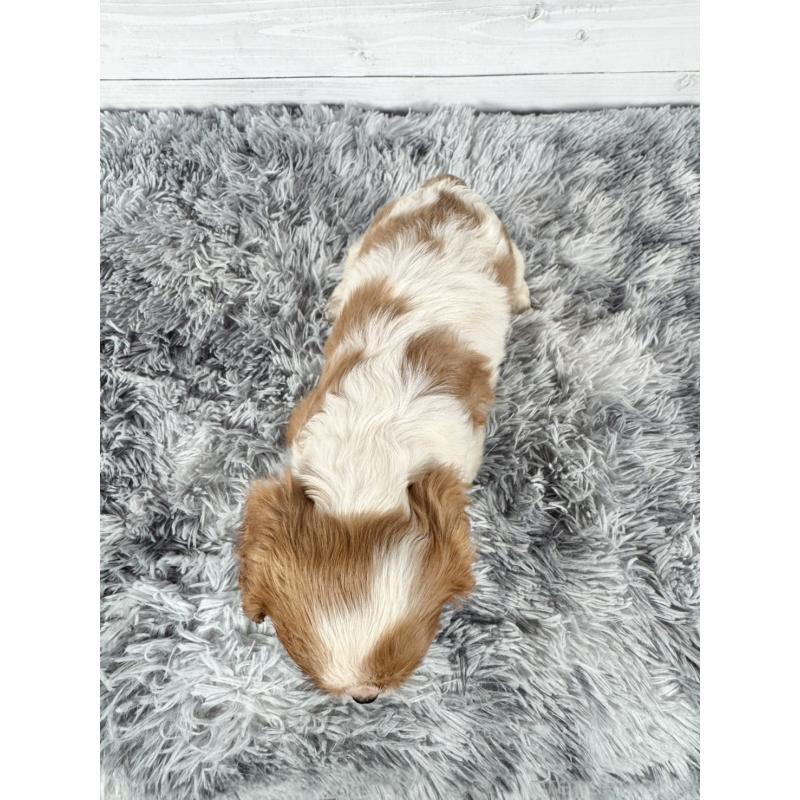 販売中の東京都のキャバリアキングチャールズスパニエル-430478の2枚目