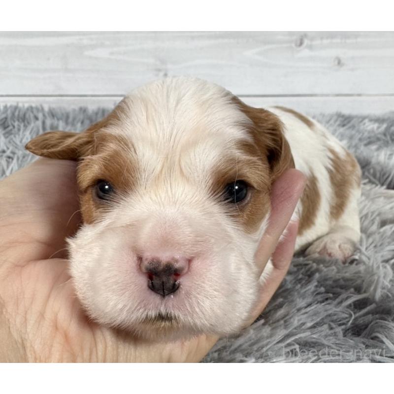 販売中の東京都のキャバリアキングチャールズスパニエル-430479の1枚目