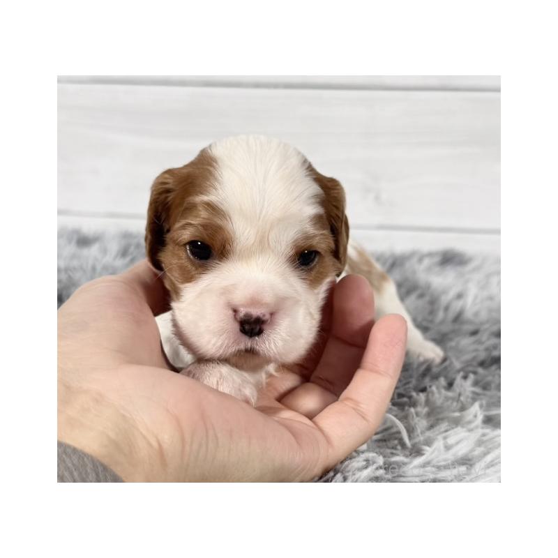 販売中の東京都のキャバリアキングチャールズスパニエル-430479の3枚目