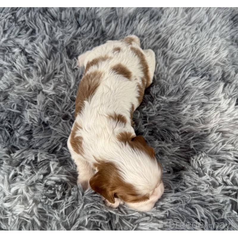 販売中の東京都のキャバリアキングチャールズスパニエル-430479の2枚目