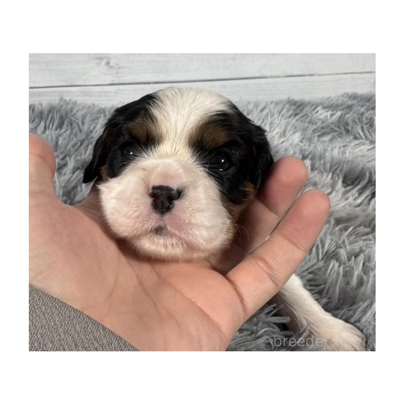 販売中の東京都のキャバリアキングチャールズスパニエル-430480の3枚目