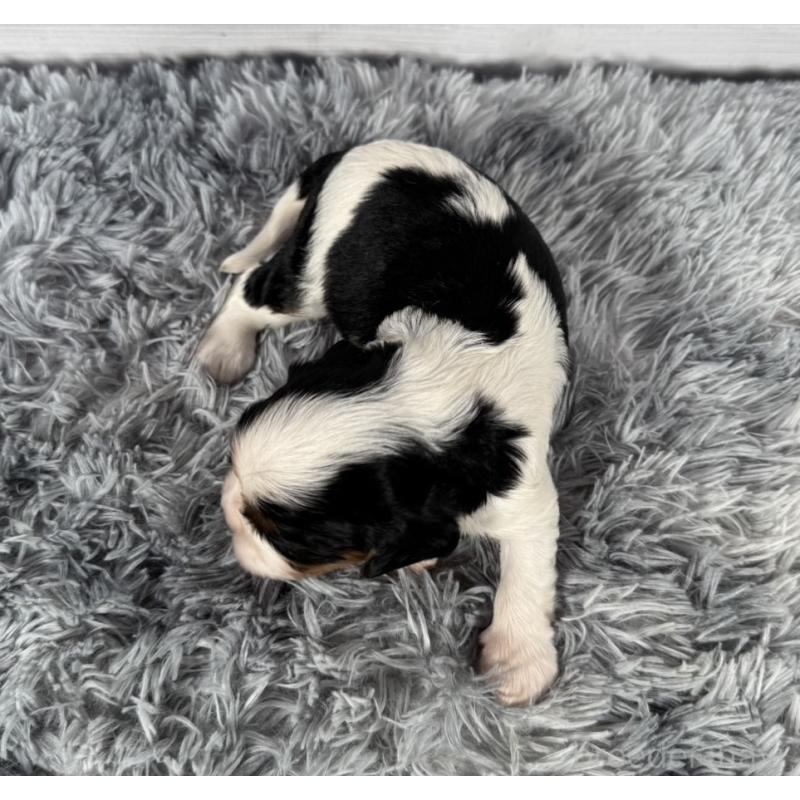 販売中の東京都のキャバリアキングチャールズスパニエル-430480の2枚目