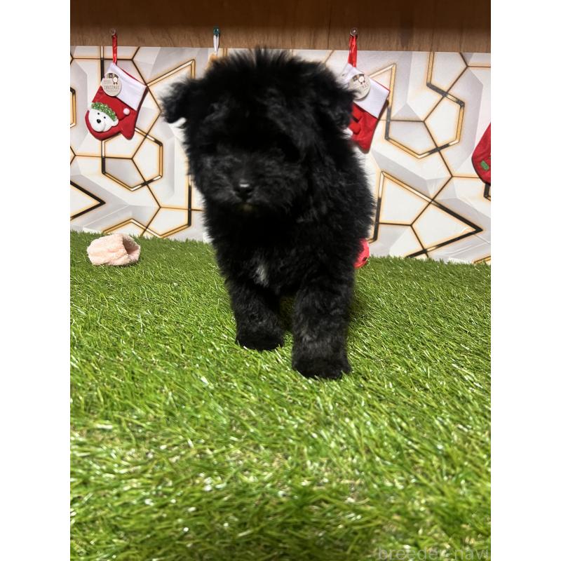 成約済の静岡県のポメプー:ポメラニアン×トイプードル-426643の7枚目