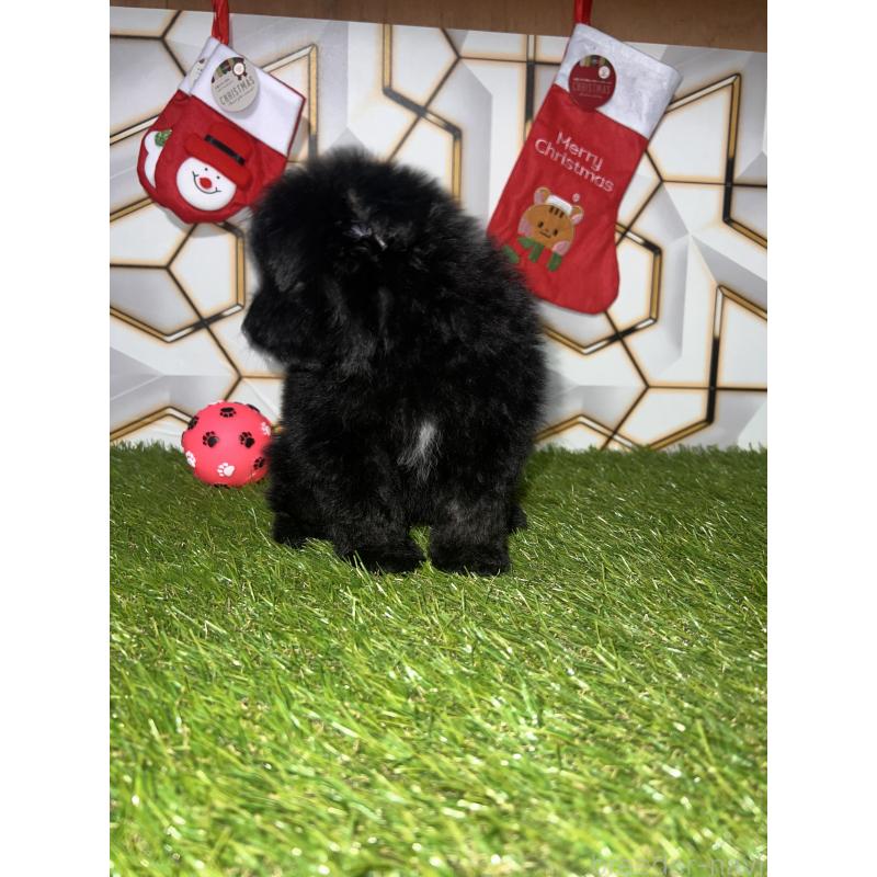 成約済の静岡県のポメプー:ポメラニアン×トイプードル-426643の6枚目