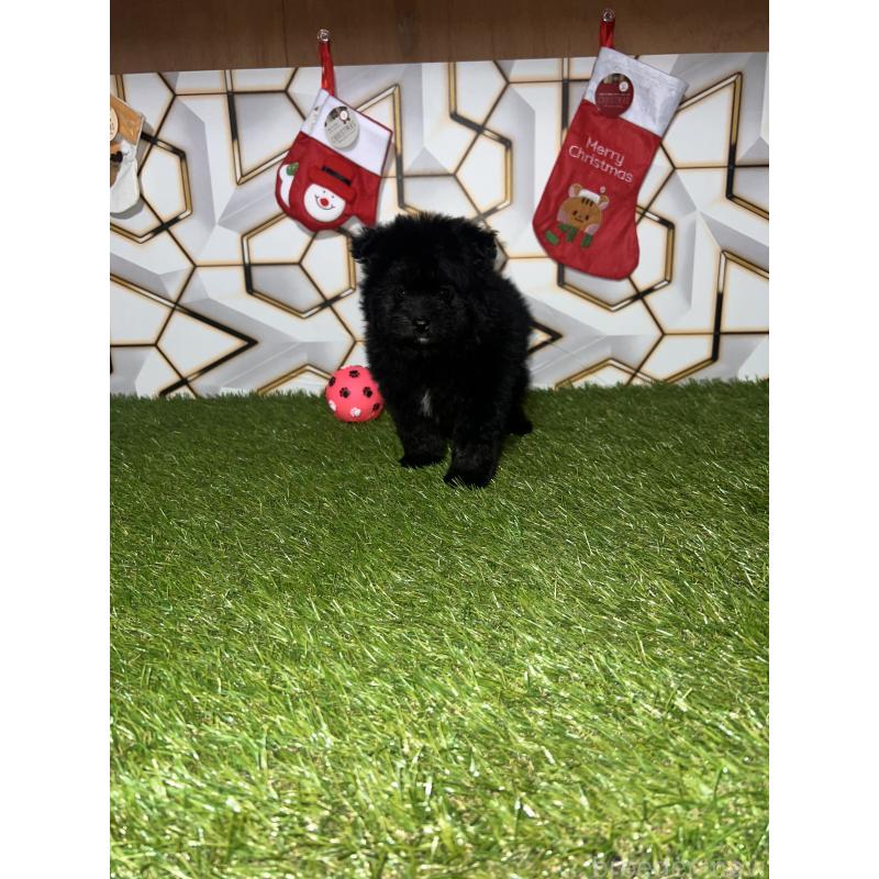 成約済の静岡県のポメプー:ポメラニアン×トイプードル-426643の5枚目