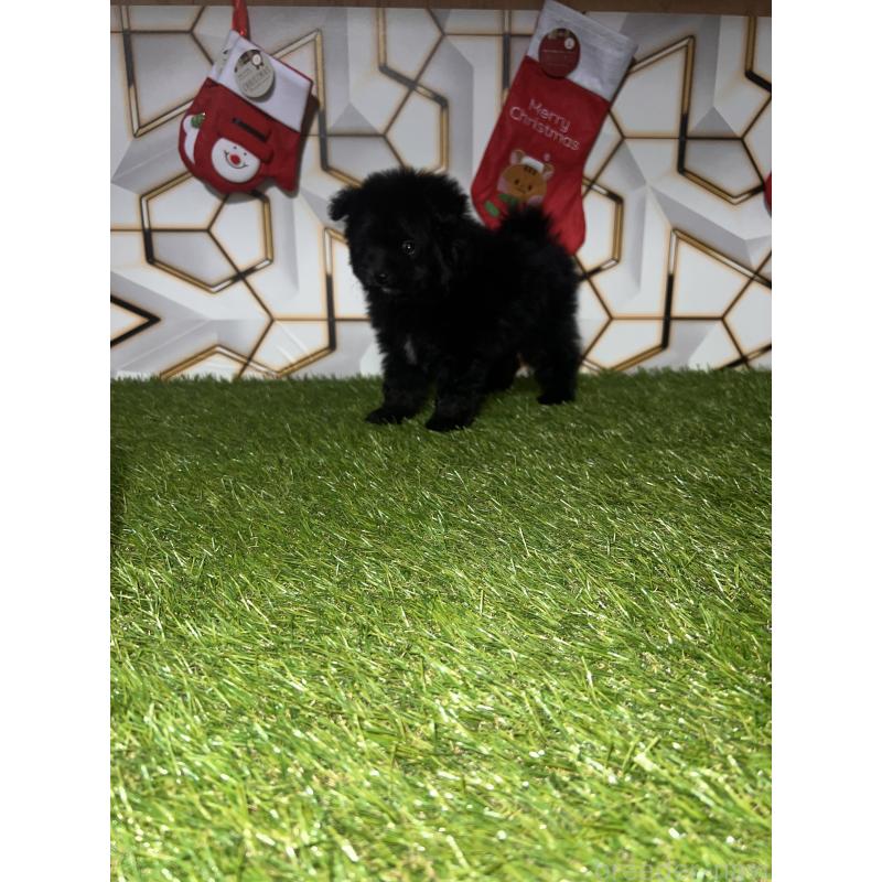 成約済の静岡県のポメプー:ポメラニアン×トイプードル-426643の4枚目