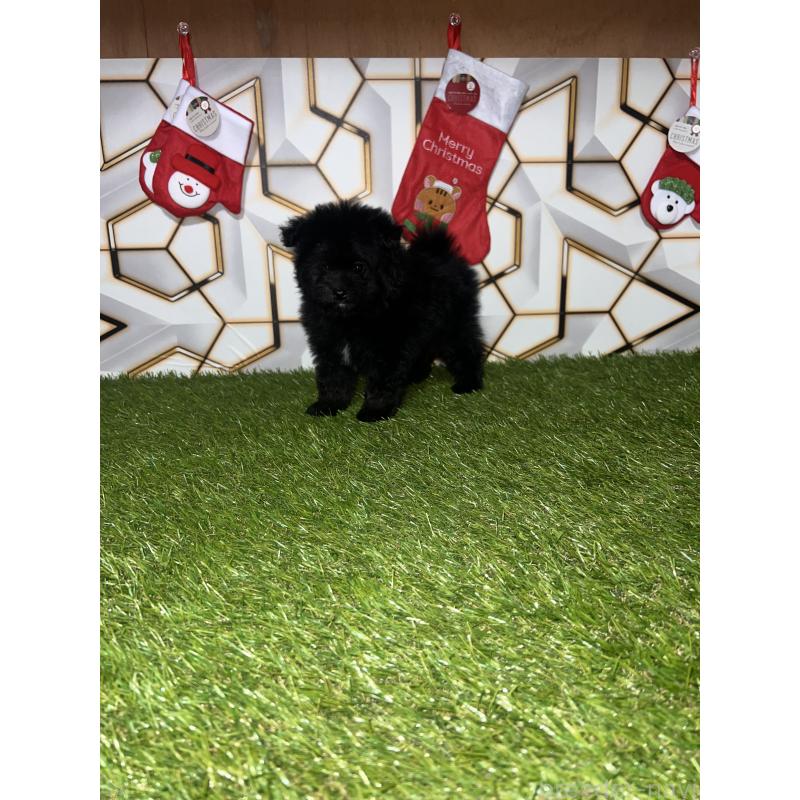 成約済の静岡県のポメプー:ポメラニアン×トイプードル-426643の3枚目