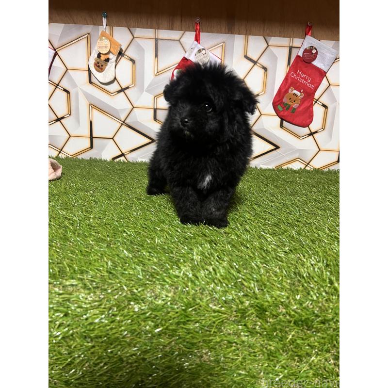 成約済の静岡県のポメプー:ポメラニアン×トイプードル-426643の2枚目