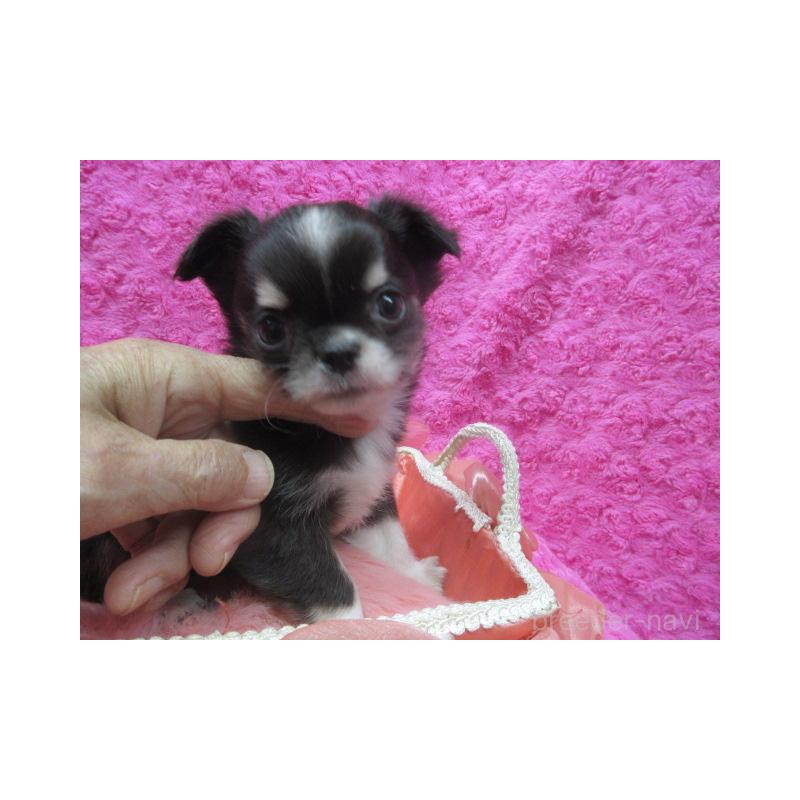 販売中の京都府のチワワ(ロングコート)-430481