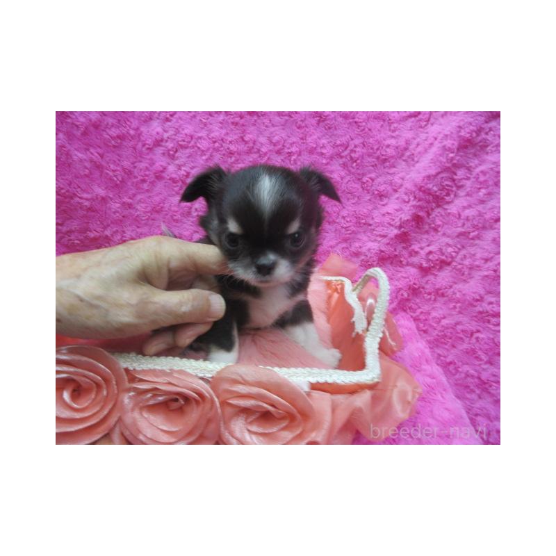 販売中の京都府のチワワ(ロングコート)-430481の5枚目