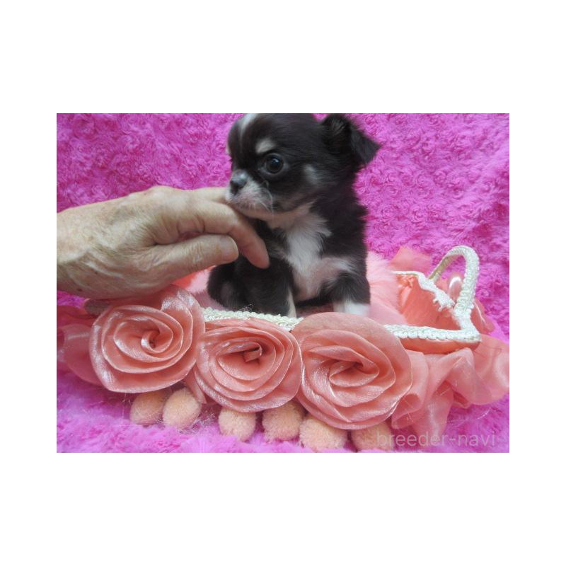 販売中の京都府のチワワ(ロングコート)-430481の4枚目