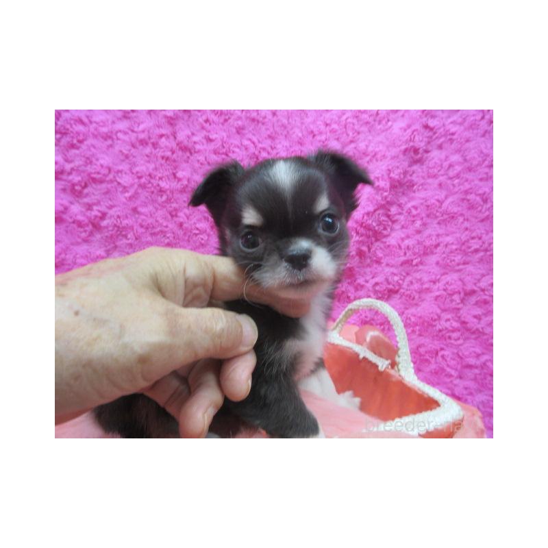 販売中の京都府のチワワ(ロングコート)-430481の2枚目