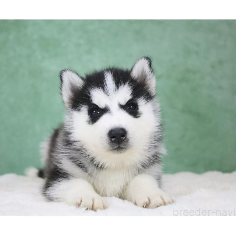 販売中の栃木県のシベリアンハスキー-430483