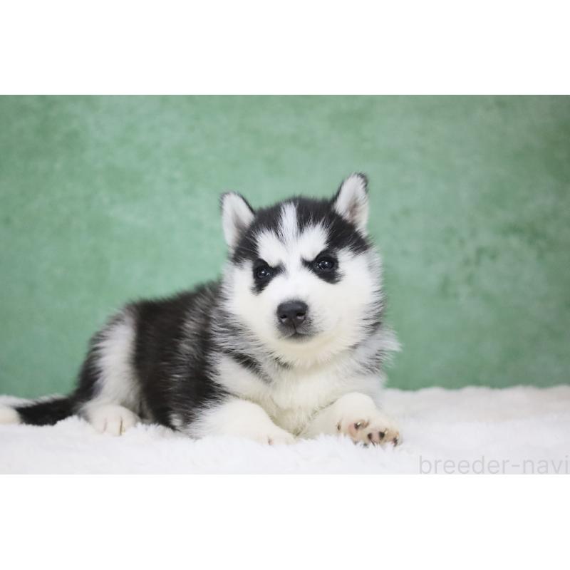 販売中の栃木県のシベリアンハスキー-430483の8枚目