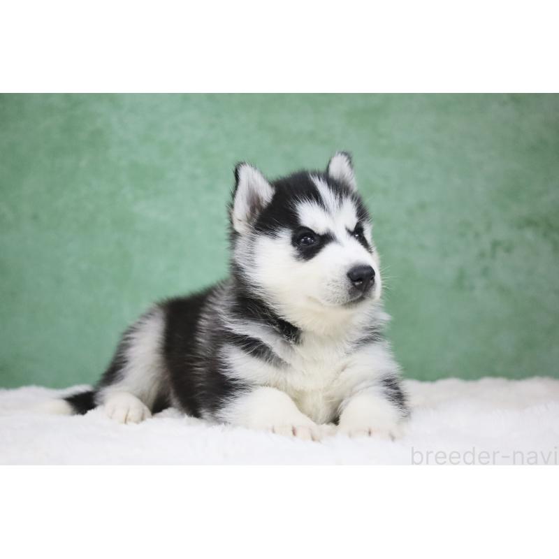 販売中の栃木県のシベリアンハスキー-430483の6枚目