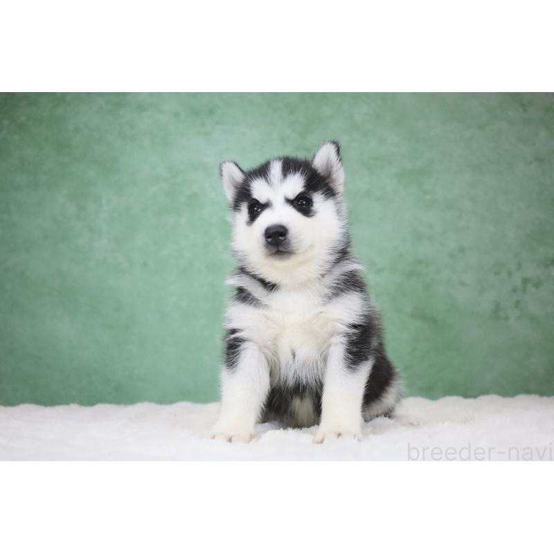 販売中の栃木県のシベリアンハスキー-430483の3枚目