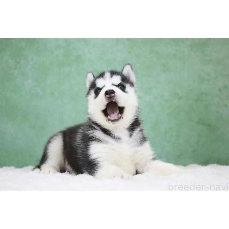 販売中の栃木県のシベリアンハスキー-430484の9枚目