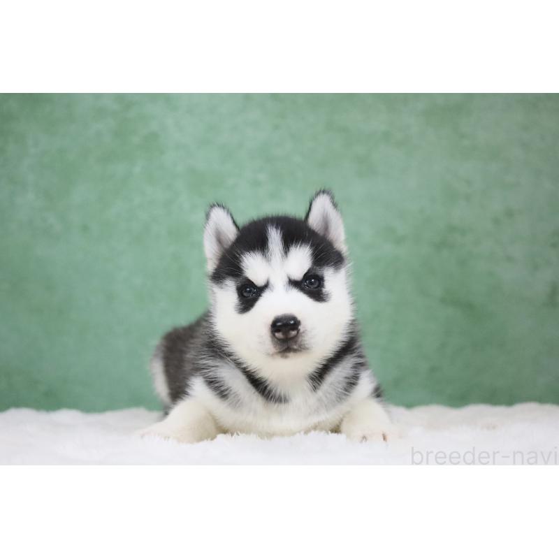 販売中の栃木県のシベリアンハスキー-430484の4枚目