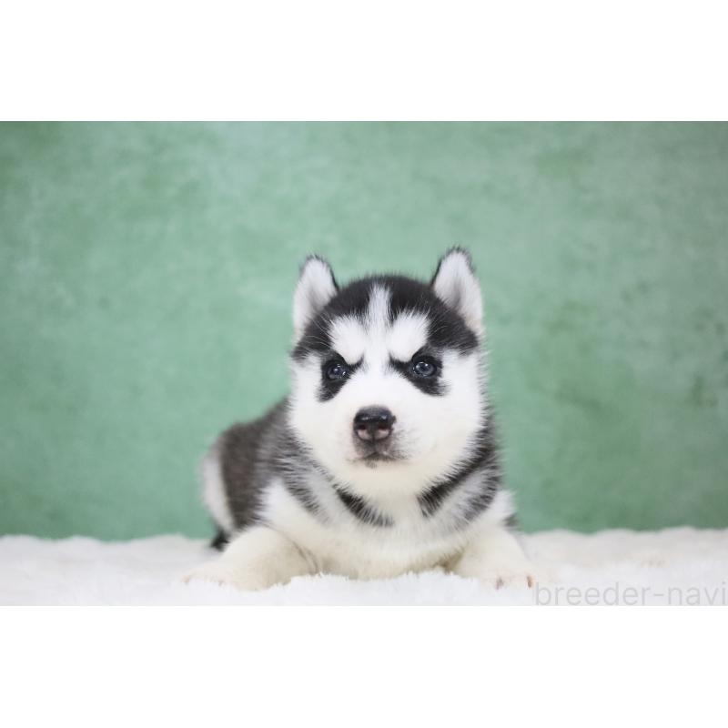 販売中の栃木県のシベリアンハスキー-430484の3枚目