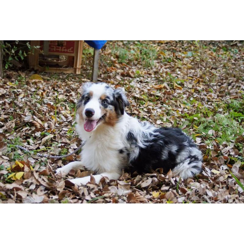 販売中の千葉県のオーストラリアンシェパード-393742の2枚目