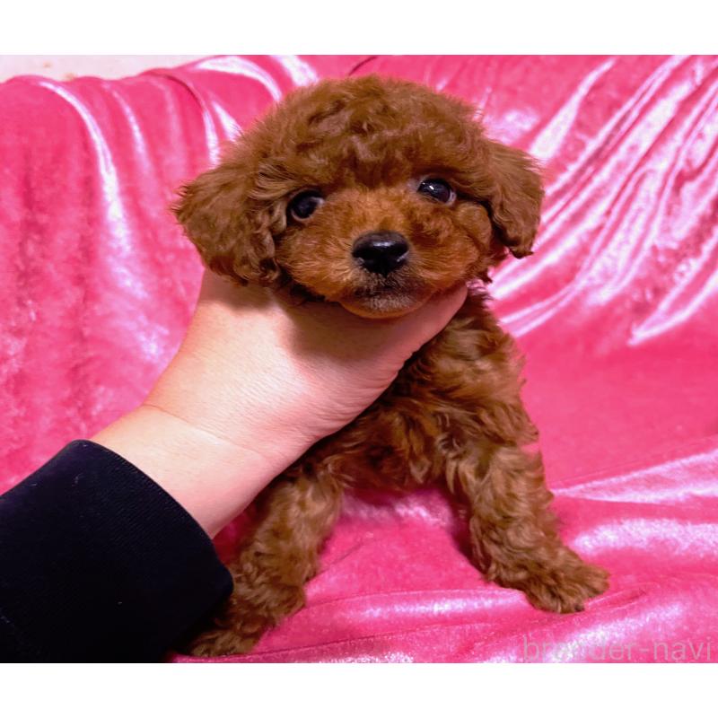 販売中の大阪府のタイニープードル-430486