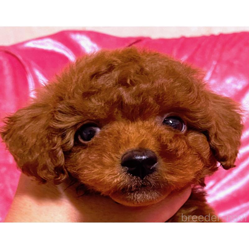 販売中の大阪府のタイニープードル-430486の5枚目
