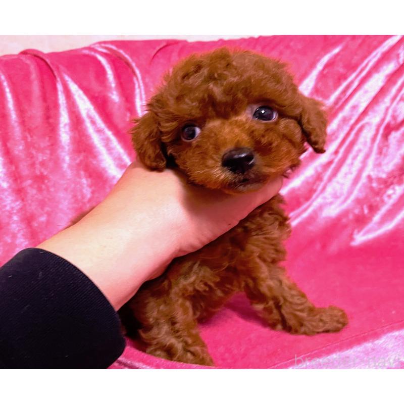 販売中の大阪府のタイニープードル-430486の4枚目